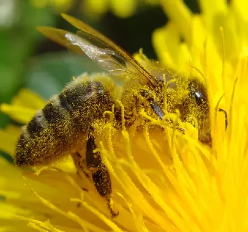 Abeille couverte de pollène